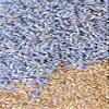 (Take Two Pillows) Two Large Flax Seed Eye Pillows with Lavender Buds (12 inches by 6 inches). Dont take Pills! Take Pillows! view 2