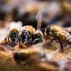 Tasmanian Honey Company Tasmanian | Meadow Honey | 350g | Unfiltered | Raw | Bio-Active Compounds | Product of Australia | Iconic Metal Can | view 2