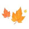 Maple Flavoring For Baking - Water Soluble Flavor for Baking and Cooking - Non-GMO - Gluten Free - Kosher - Vegan - 8 ounces view 2