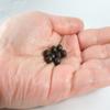 Easy Wanderer, 200 Pills, Xiao Yao Wan, Teapills view 4