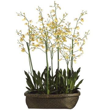 60" Oncidium Orchid Plant in Basket Yellow Burgundy