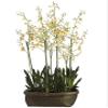 60" Oncidium Orchid Plant in Basket Yellow Burgundy view 1