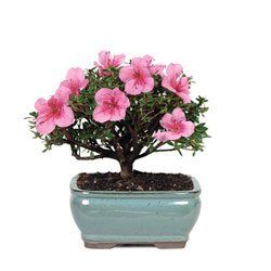 BonsaiOutlet Bonsai Tree - - Satsuki Azalea