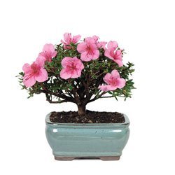 BonsaiOutlet Bonsai Tree - - Satsuki Azalea