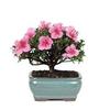 BonsaiOutlet Bonsai Tree - - Satsuki Azalea view 1