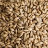 Gambrinus Honey Malt Brewing Malt Whole Grain 1lb Bag view 1