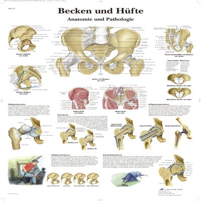 3B Scientific VR0172L Pelvis and HIPS (in German)