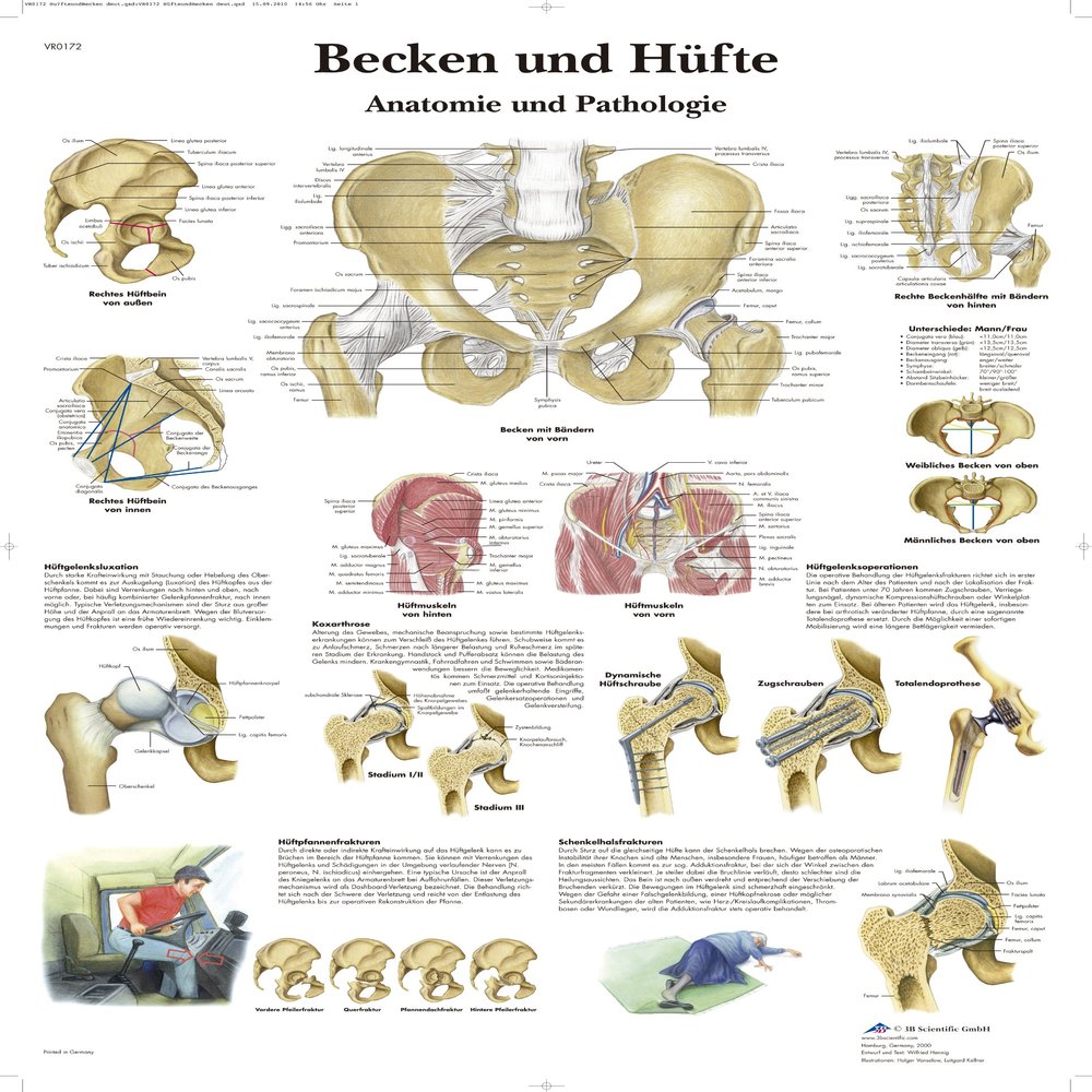 3B Scientific VR0172L Pelvis and HIPS (in German)