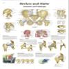3B Scientific VR0172L Pelvis and HIPS (in German) view 1