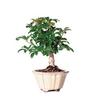 BonsaiOutlet Bonsai Tree - - Dwarf Hawaiian Umbrella view 1