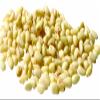 Azar Pine Nuts with Pignolias, Raw, 5-Pound view 1