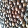 1oz(approx 6 nuts) Whole NUTMEG A+ Grade Organic view 1