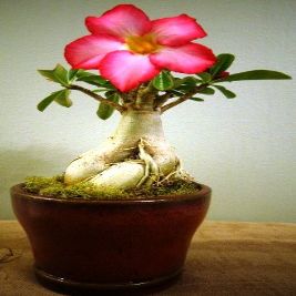 Desert Rose Bonsai Style