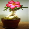 Desert Rose Bonsai Style view 1
