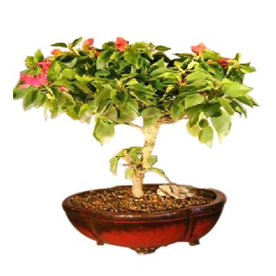 Bonsaiboy Bougainvillea - Flowering Vine Pink Pixie