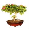 Bonsaiboy Bougainvillea - Flowering Vine Pink Pixie view 1