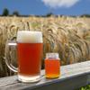 Indian Summer Honey Red Wheat, Beer Making Extract Kit view 1