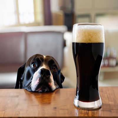 Dog Snout Stout, Beer Making Extract Kit