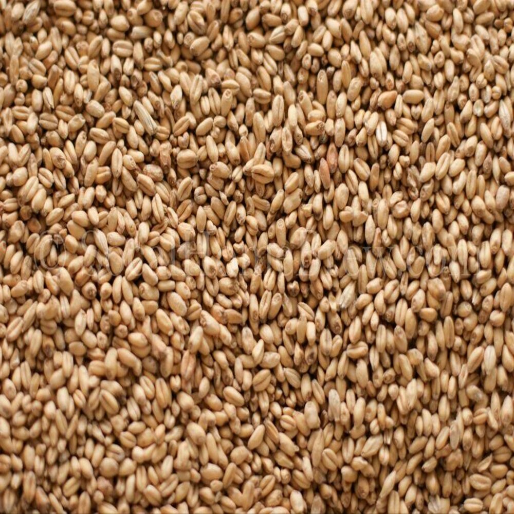 White Wheat Malt (1 lb)
