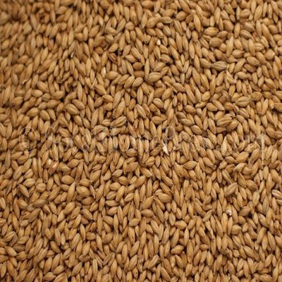 Maris Otter Malt (10 lb)