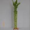 10 Stalk of 18" Straight Lucky Bamboo view 1