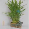 3 Layers Tower Lucky Bamboo with Ceramic Pot view 1