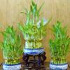 3 Layers Tower Lucky Bamboo with Ceramic Pot view 2