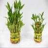3 Layers Tower Lucky Bamboo with Ceramic Pot view 3
