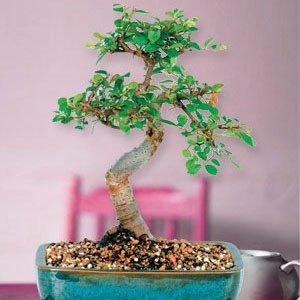 Chinese Elm Bonsai