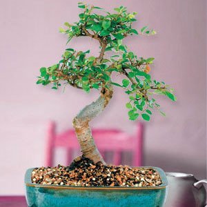 Chinese Elm Bonsai