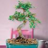 Chinese Elm Bonsai view 1