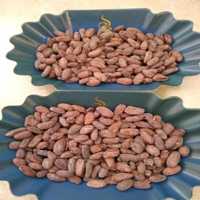 110 lbs (50 KILOS, full bag) BOLIVIA ALTO BENI, CERTIFIED-ORGANIC, HEIRLOOM RAW CACAO/COCOA BEANS