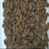 110 lbs (50 KILOS, full bag) BOLIVIA ALTO BENI, CERTIFIED-ORGANIC, HEIRLOOM RAW CACAO/COCOA BEANS view 2