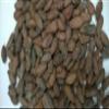 110 lbs (50 KILOS, full bag) BOLIVIA ALTO BENI, CERTIFIED-ORGANIC, HEIRLOOM RAW CACAO/COCOA BEANS view 3