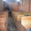 55 lbs BOLIVIA ABC ORGANIC WALIKEEWA RAW CACAO BEANS view 4