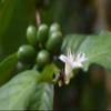 130 lbs BRAZIL SUL MINAS NATURAL PROCESS SPECIALTY AAA GREEN COFFEE BEANS view 2