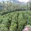 130 lbs BRAZIL SUL MINAS NATURAL PROCESS SPECIALTY AAA GREEN COFFEE BEANS view 3