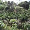 10 lbs BOLIVIA LUCIO VILLCA -SAN IGNACIO MICROLOT GREEN COFFEE view 2