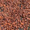 8 lbs BOLIVIA ABC ORGANIC WALIKEEWA RAW CACAO/COCOA BEANS view 2