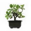 Green Island 5" Bonsai view 1