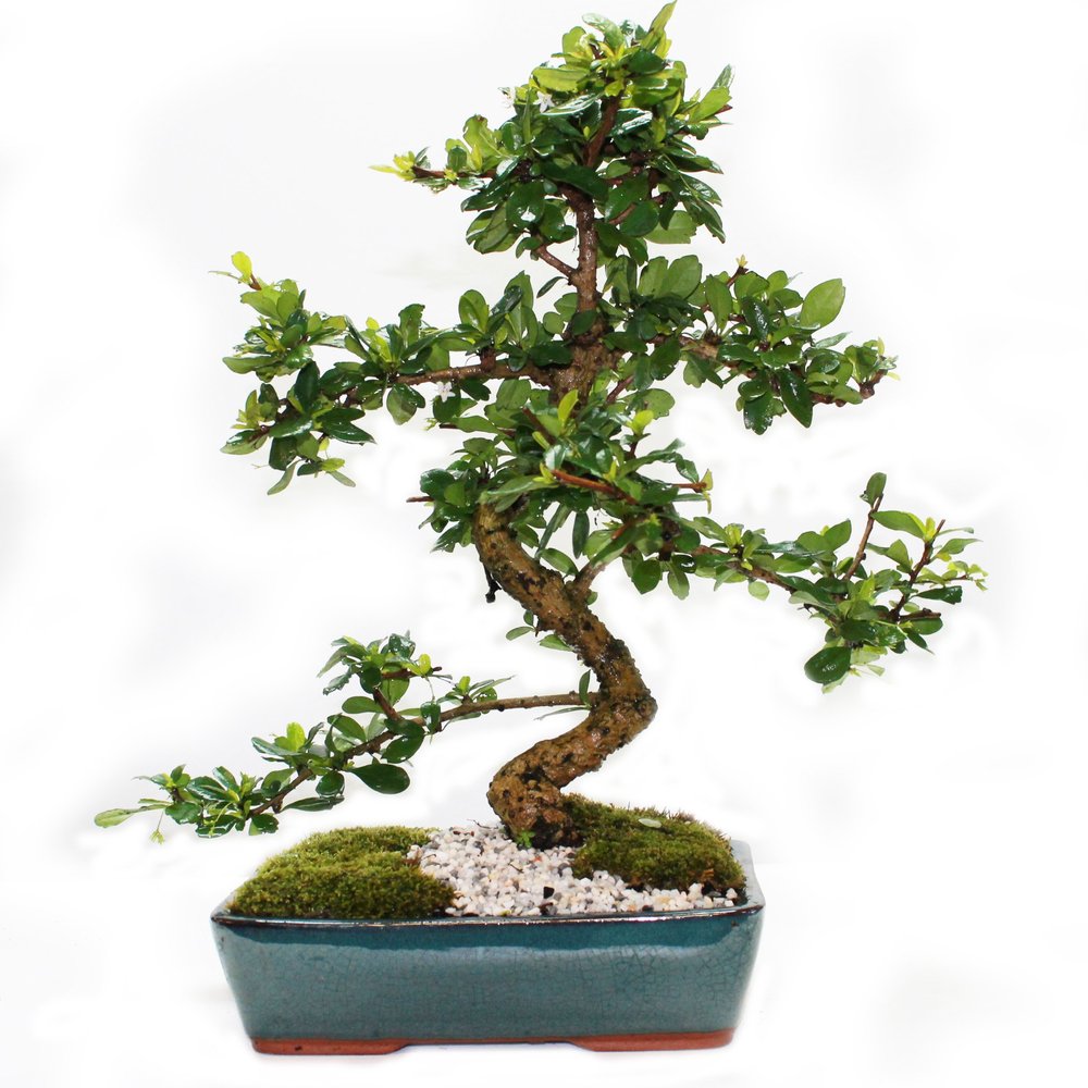 Fukien Tea 10" Bonsai Tree