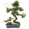 Fukien Tea 10" Bonsai Tree view 1