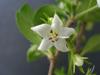 Fukien Tea Bonsai Flowering Plant with 4.5" Pot Indoor Bonsai view 1