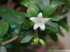 Fukien Tea Bonsai Flowering Plant with 4.5" Pot Indoor Bonsai view 2