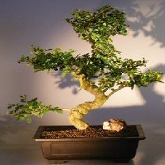 Bonsai Boy's Flowering Fukien Tea Bonsai Tree ehretia microphylla