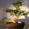 Bonsai Boy's Flowering Fukien Tea Bonsai Tree ehretia microphylla view 1