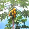 8 Pieces of Hawaiian Papaya view 3