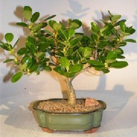 Bonsai Boy Green Island Ficus Bonsai Tree ficus microcarpa
