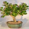 Bonsai Boy Green Island Ficus Bonsai Tree ficus microcarpa view 1