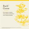 Bach Original Flower Remedies, Gorse - Have Hope - Natural Homeopathic Flower Essence for Emotional Balance - Vegan, Gluten Free, Sugar Free - 20mL Dropper view 3